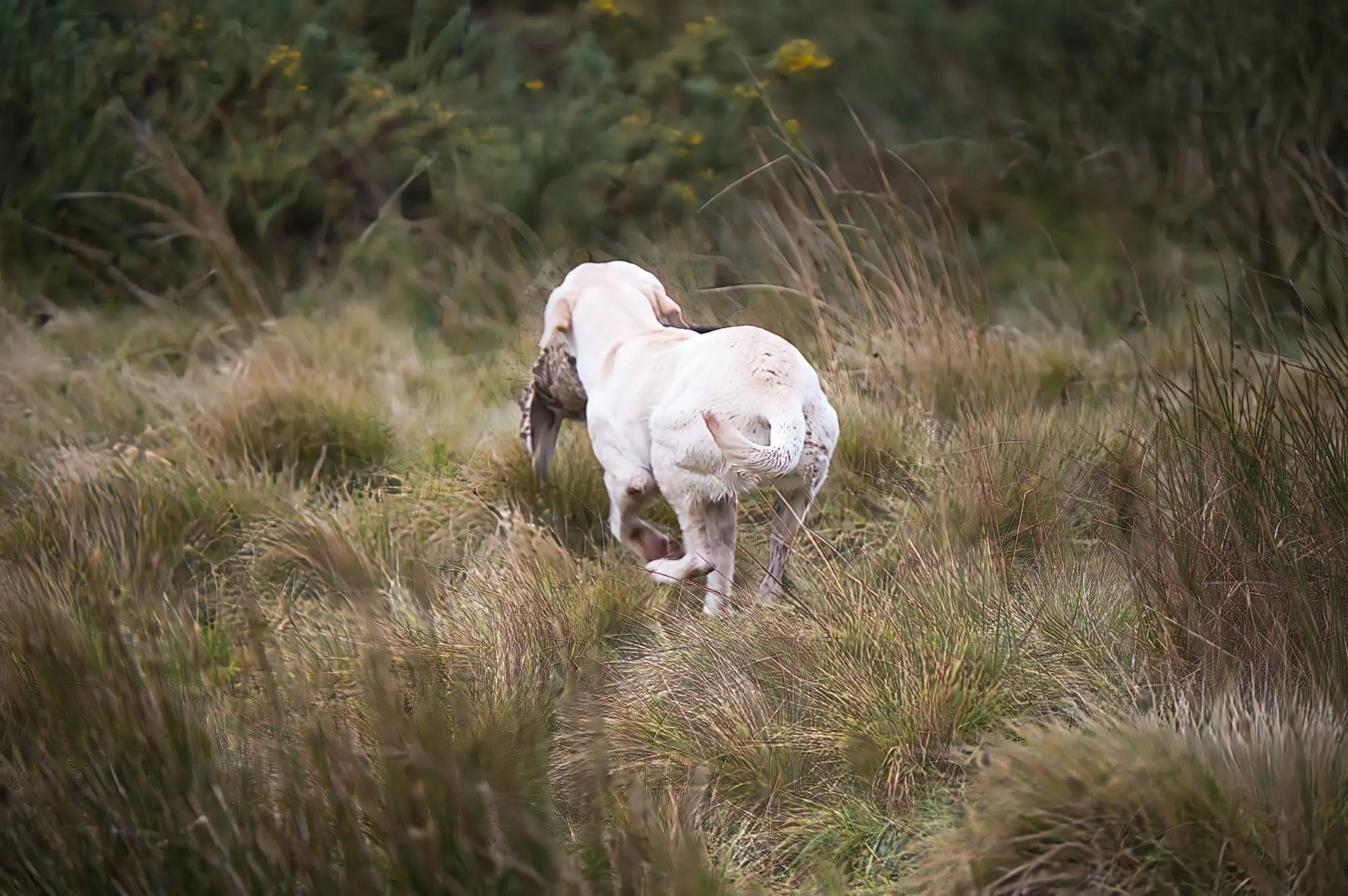 gun dog picking up pheasant 