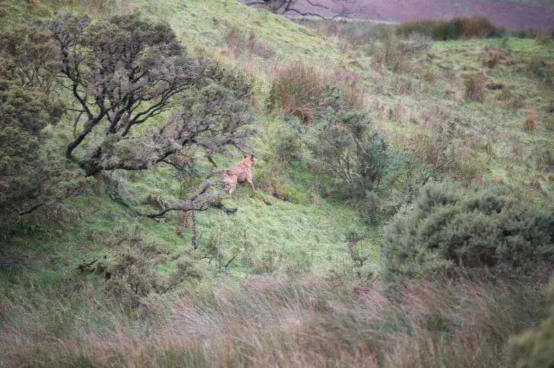 Gun dog working the land